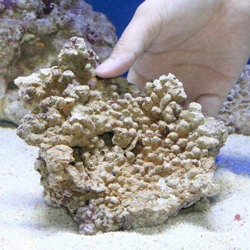 Amazon | （海水魚）Bグレードライブロック Mサイズ（1個